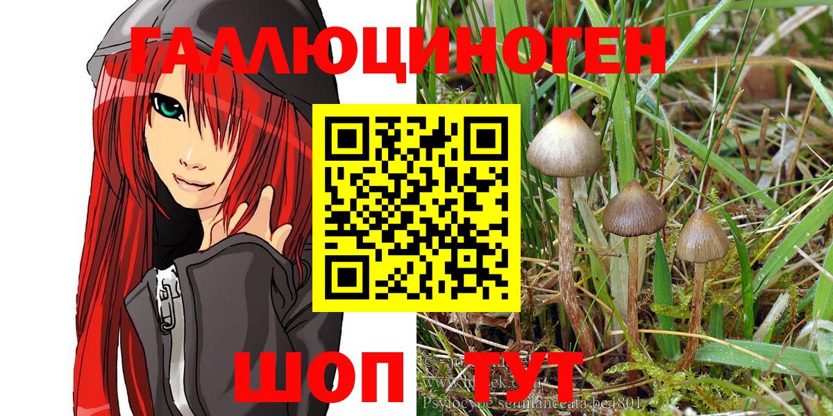 Галлюциногенные грибы Psilocybe Сунжа